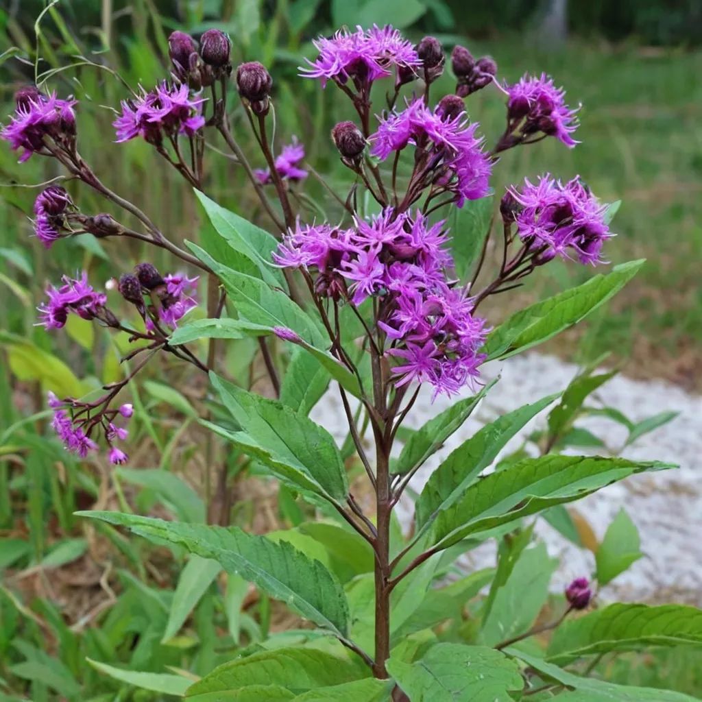 Vernonia noveboracensis