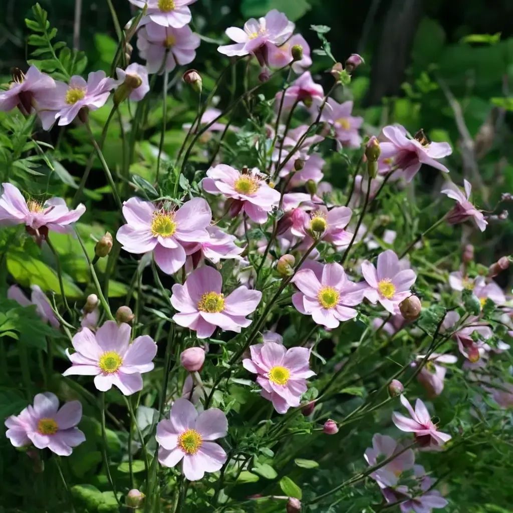 Anemone x hybrida 'Königin Charlotte'
