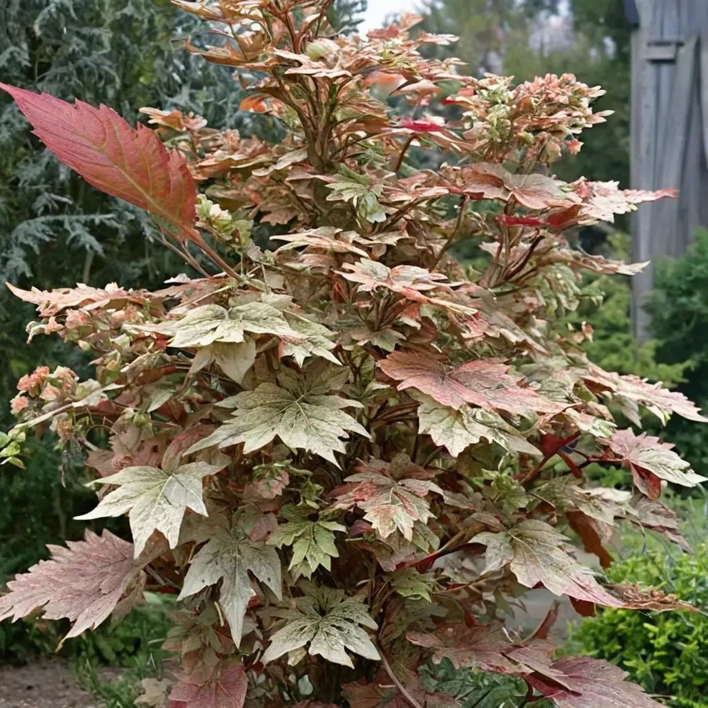 Acer palmatum 'Esk Sunset'