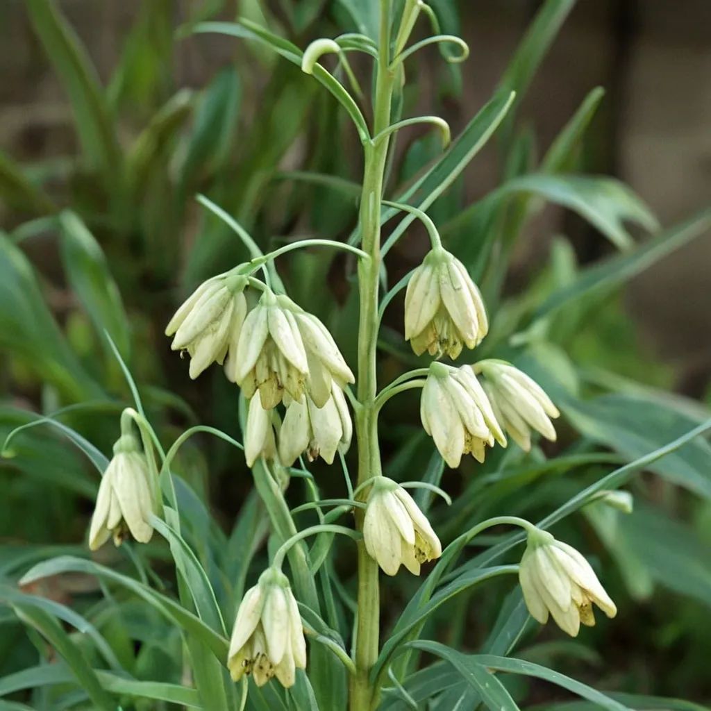 Fritillaria thunbergii