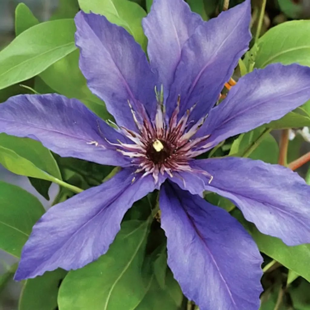 Clematis patens 'Blue Climador'