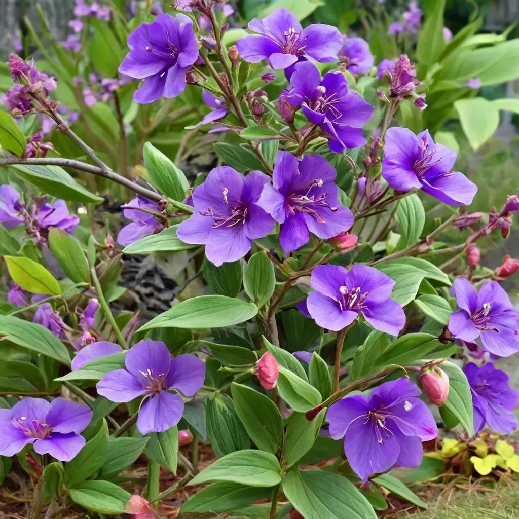 Tibouchina urvilliana 'Princess Flower'