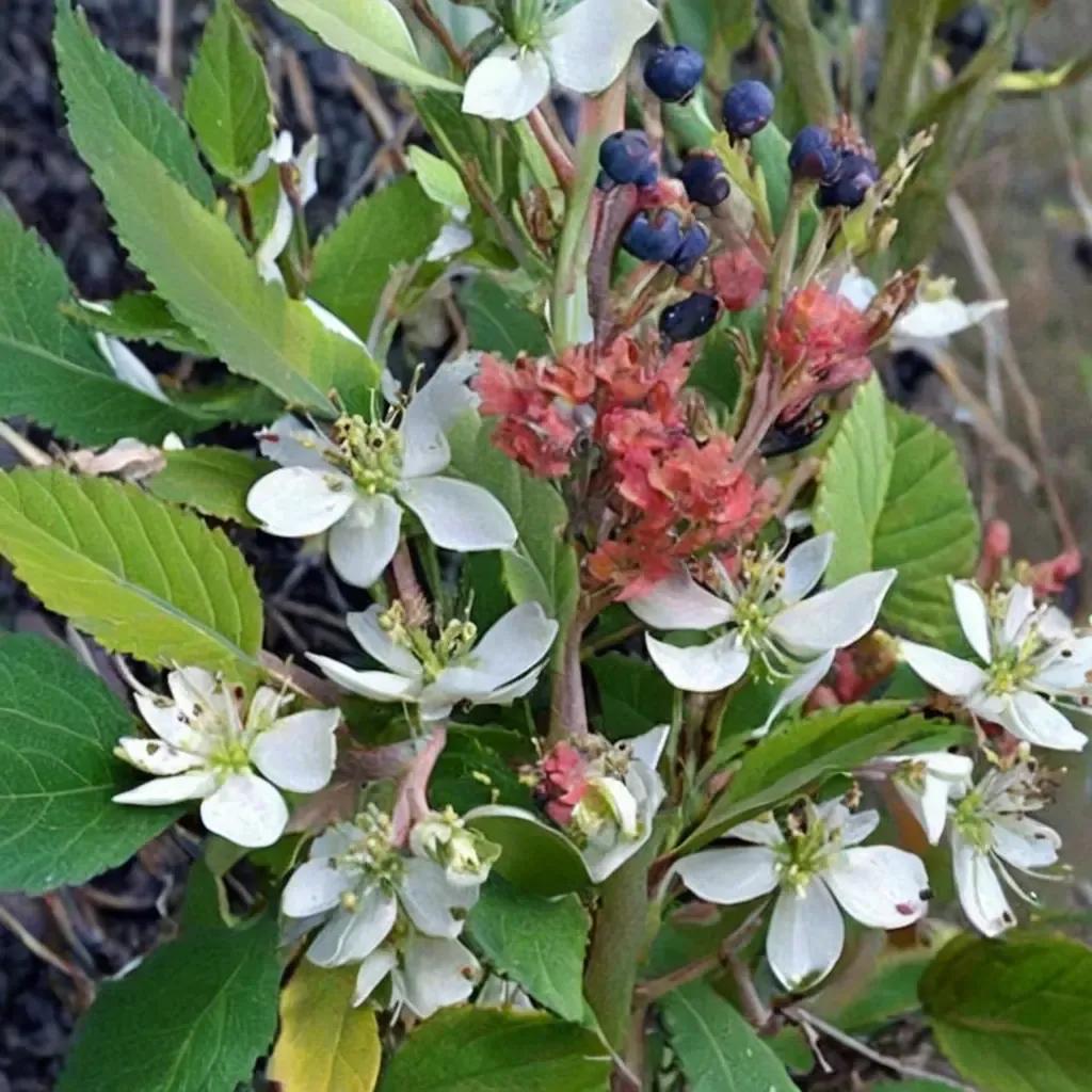 Serviceberry