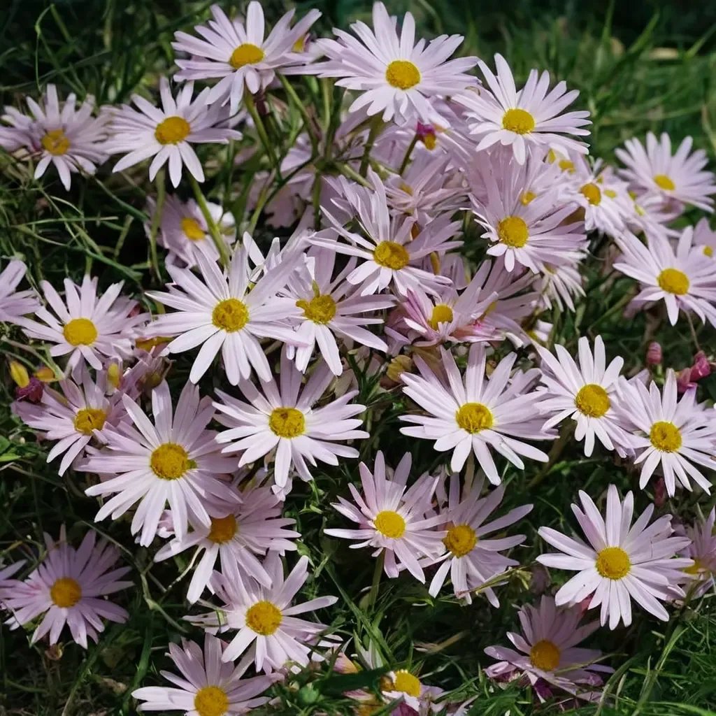 Chrysanthemum x morifolium 'Country Girl'
