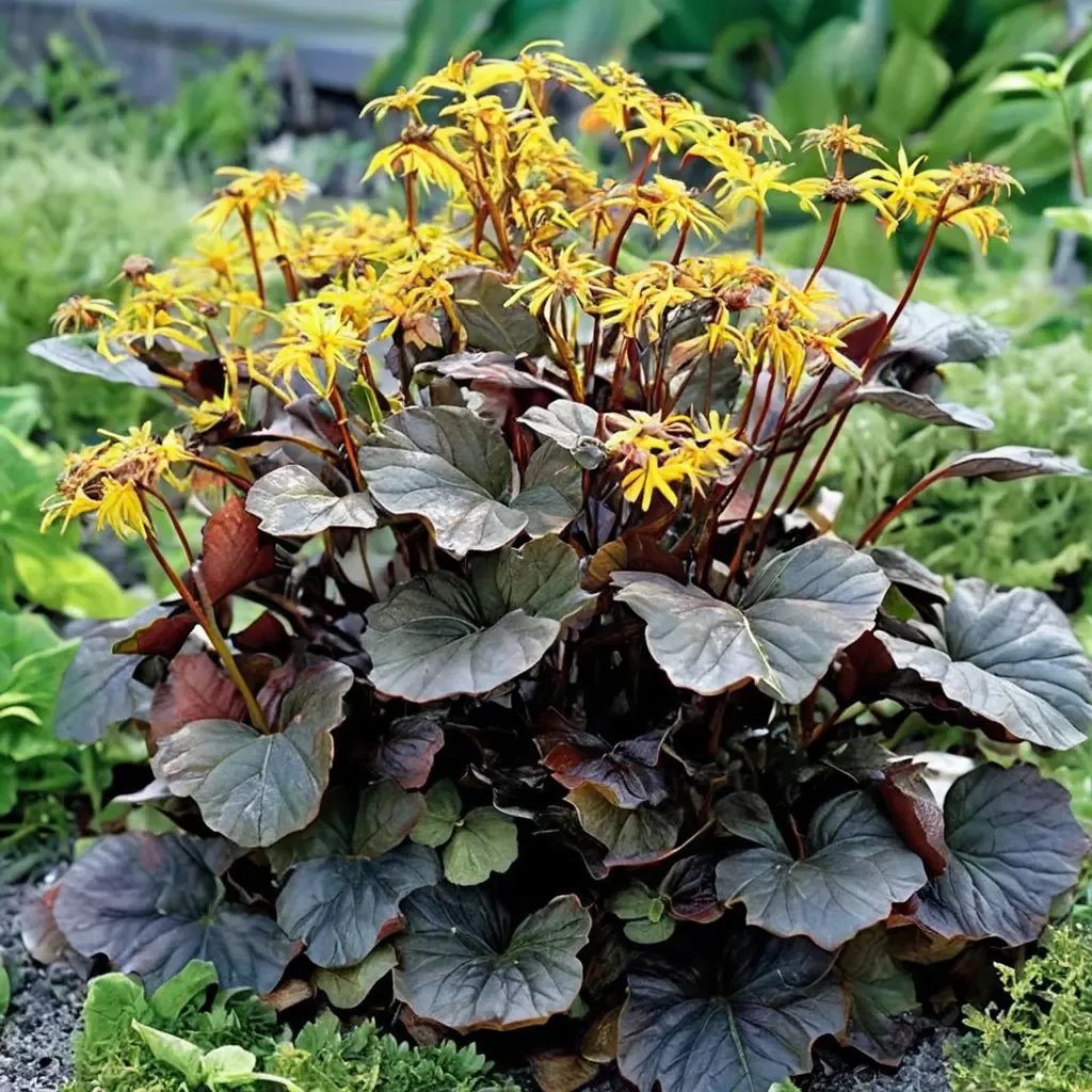 Ligularia ligularia 'Pandora'