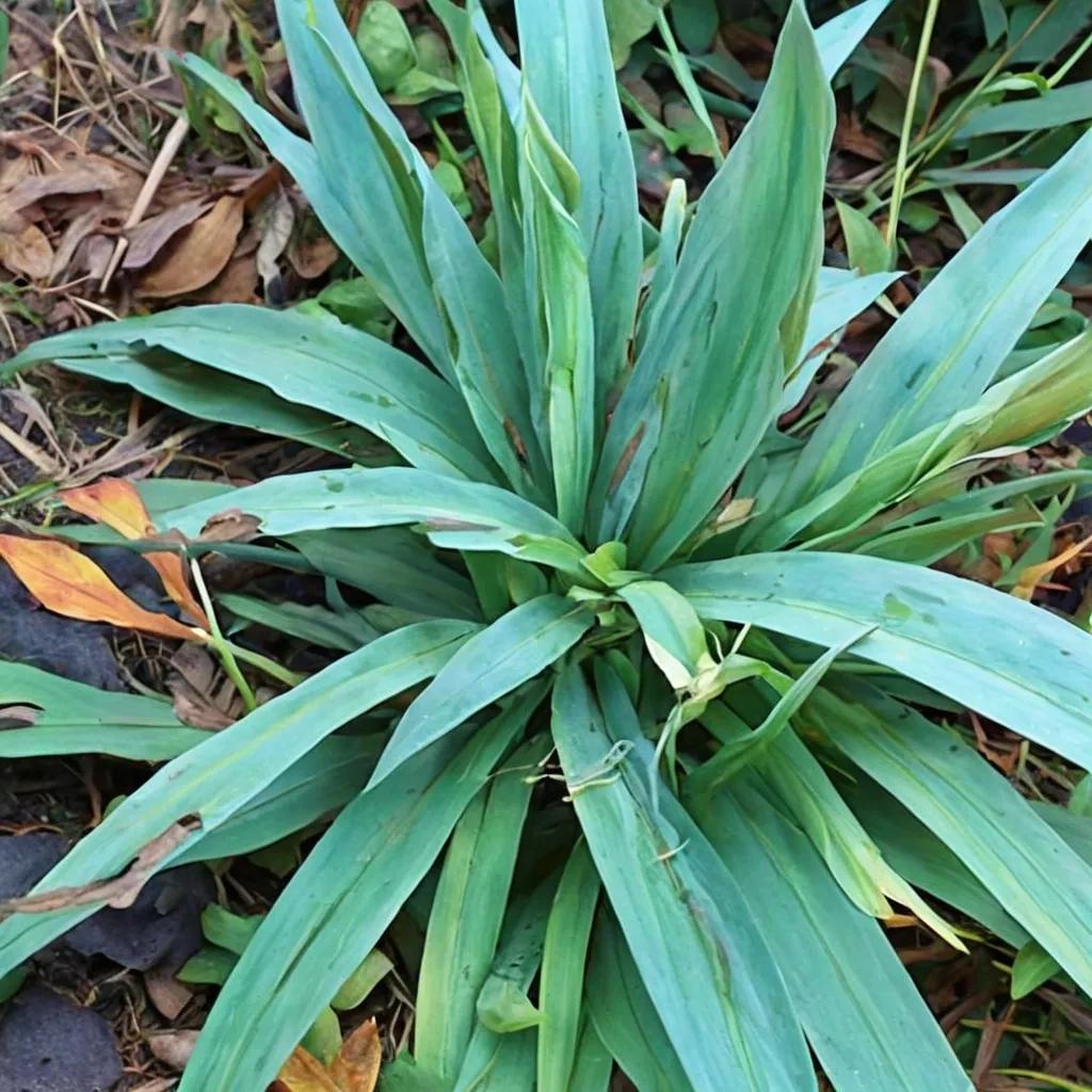 Broadleaf Sedge