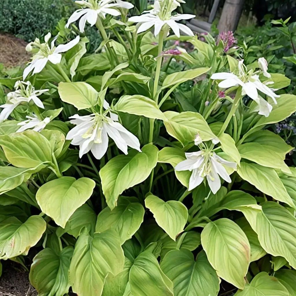 Hosta plantaginea
