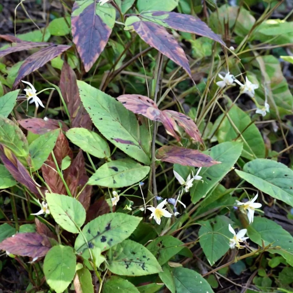 Epimedium myrianthum