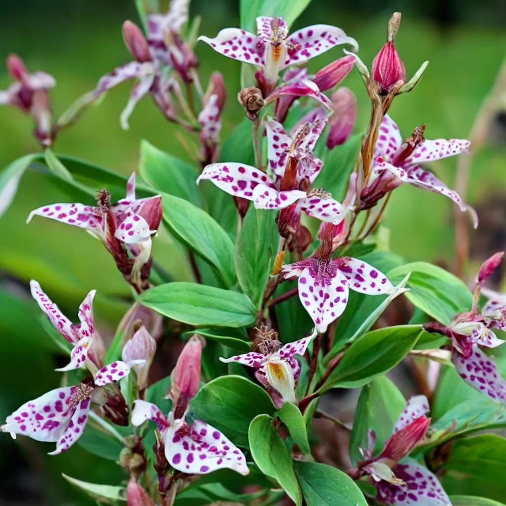 Tricyrtis macropoda 'Wando'