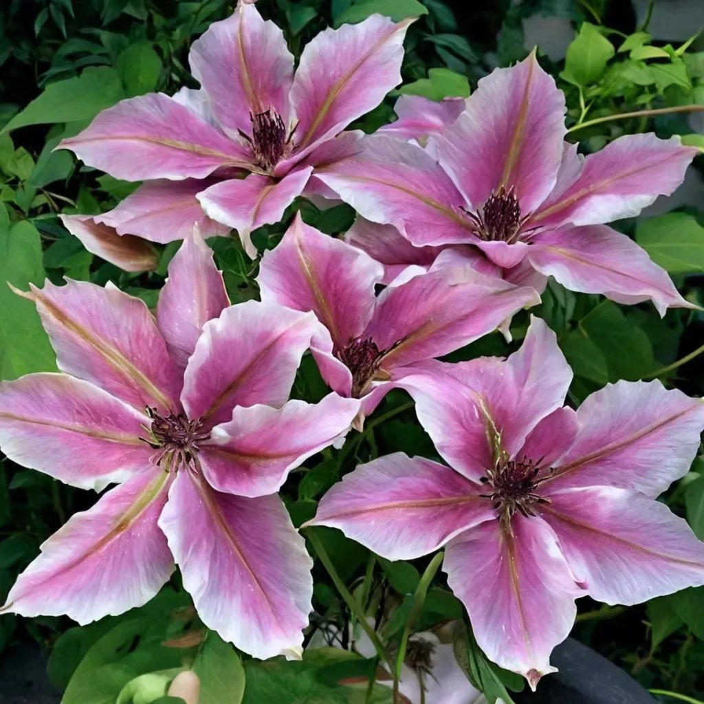 Clematis viticella 'Mystic Gem'