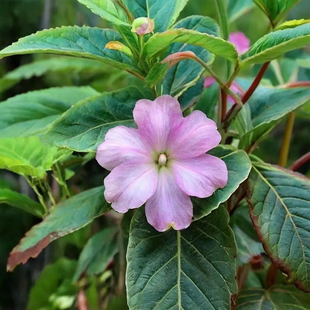 Impatiens sodenii 'Robert the Red'