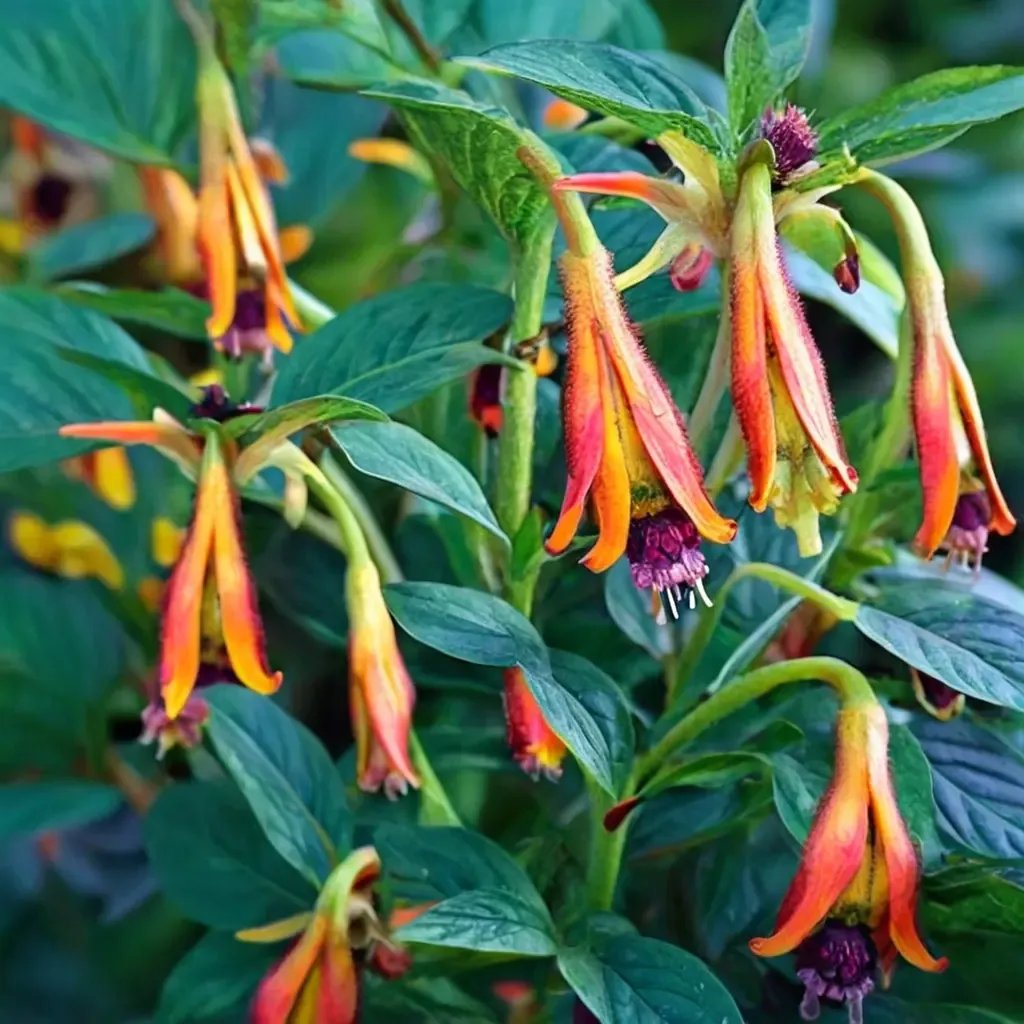 Cuphea purpurea 'Strybing Sunset'