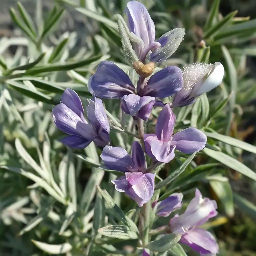 Lupinus chamissonis