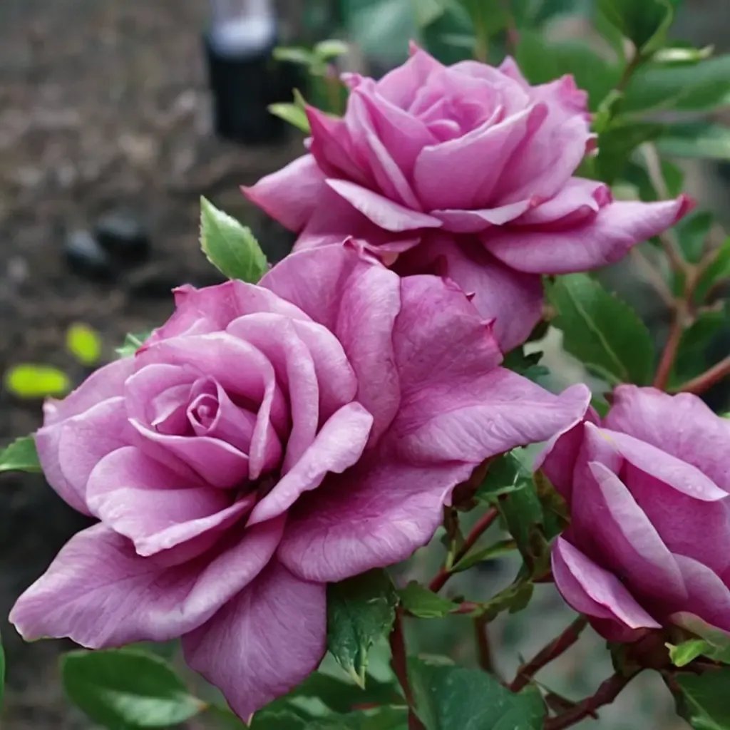 Rosa grandiflora 'Fragrant Plum'