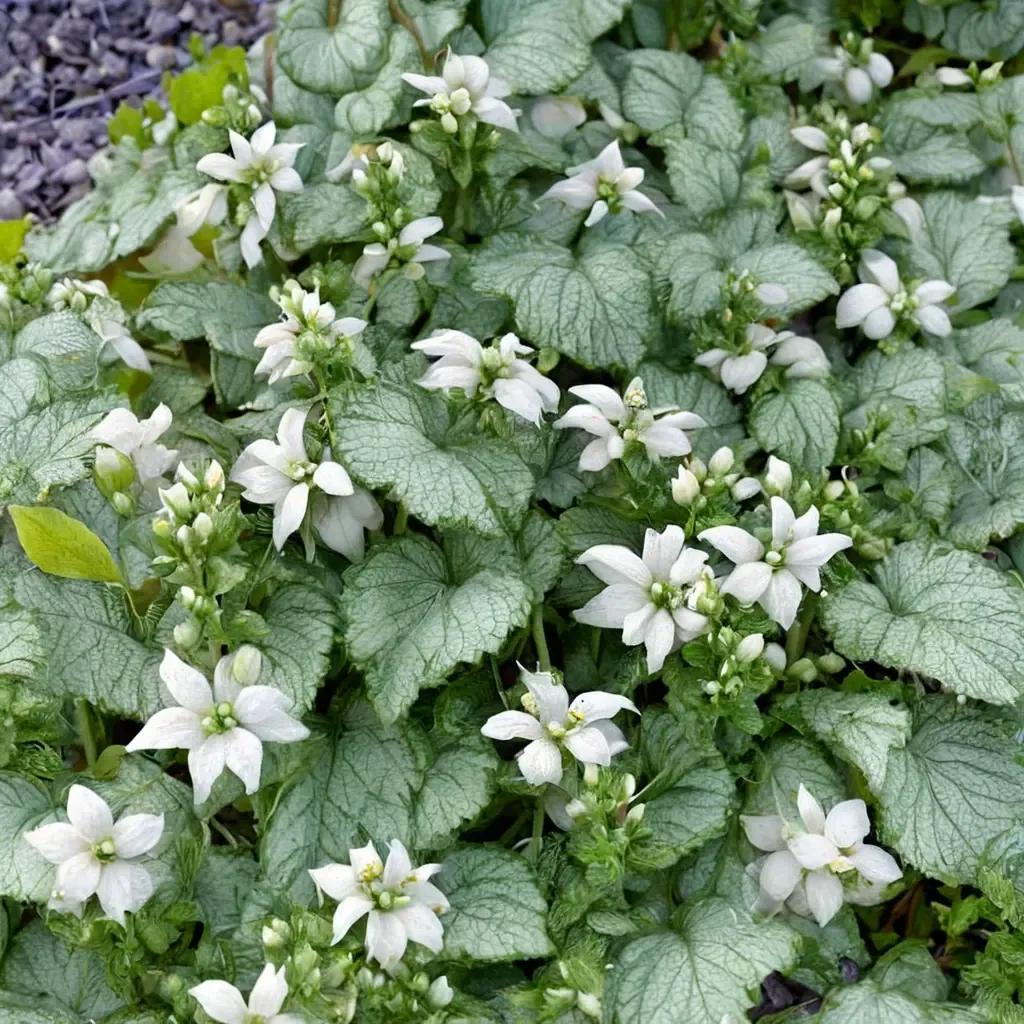 Spotted Dead Nettle