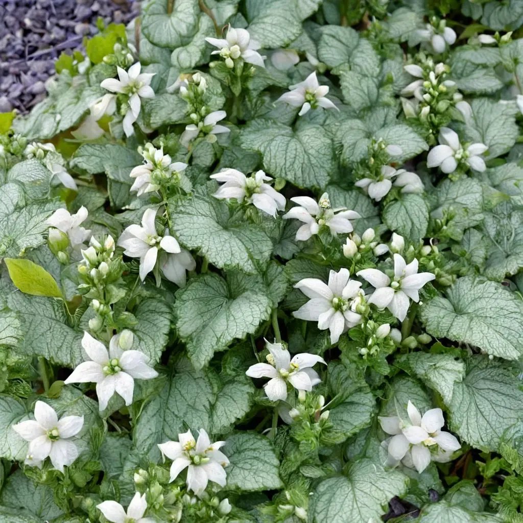 Lamium maculatum 'White Nancy'