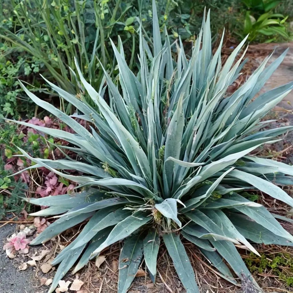 Yucca flaccida 'Hairy'