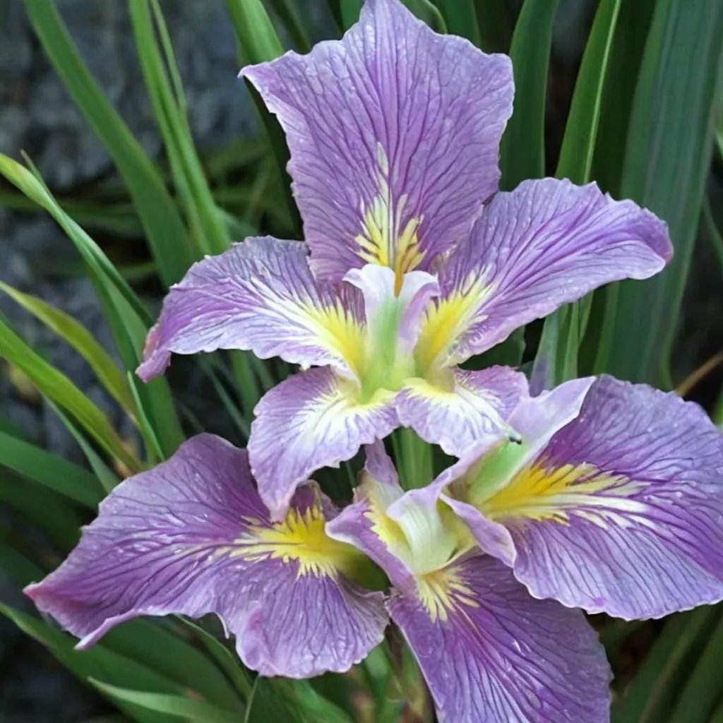Iris x hybrida 'Handmaiden'