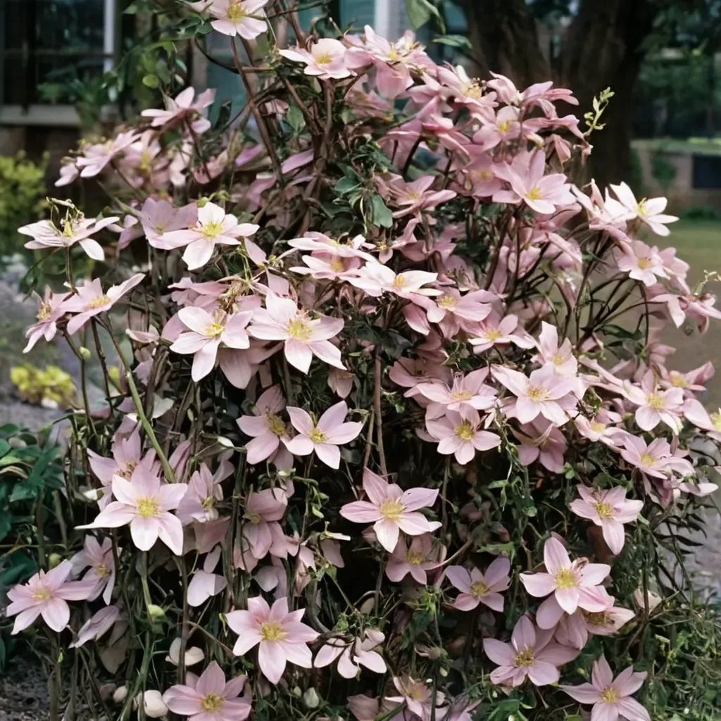 Clematis montana 'Rubens'