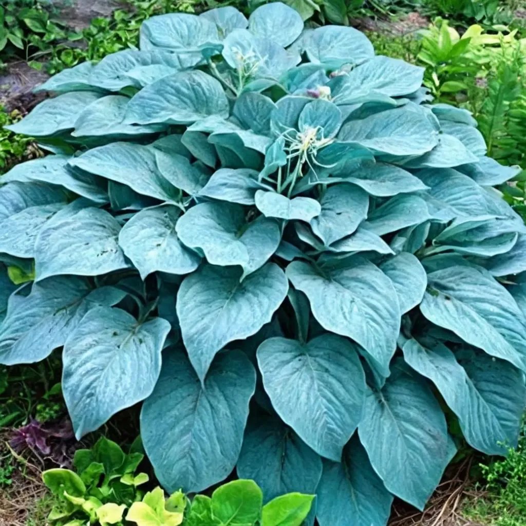 Hosta plantaginea 'Blue Angel'