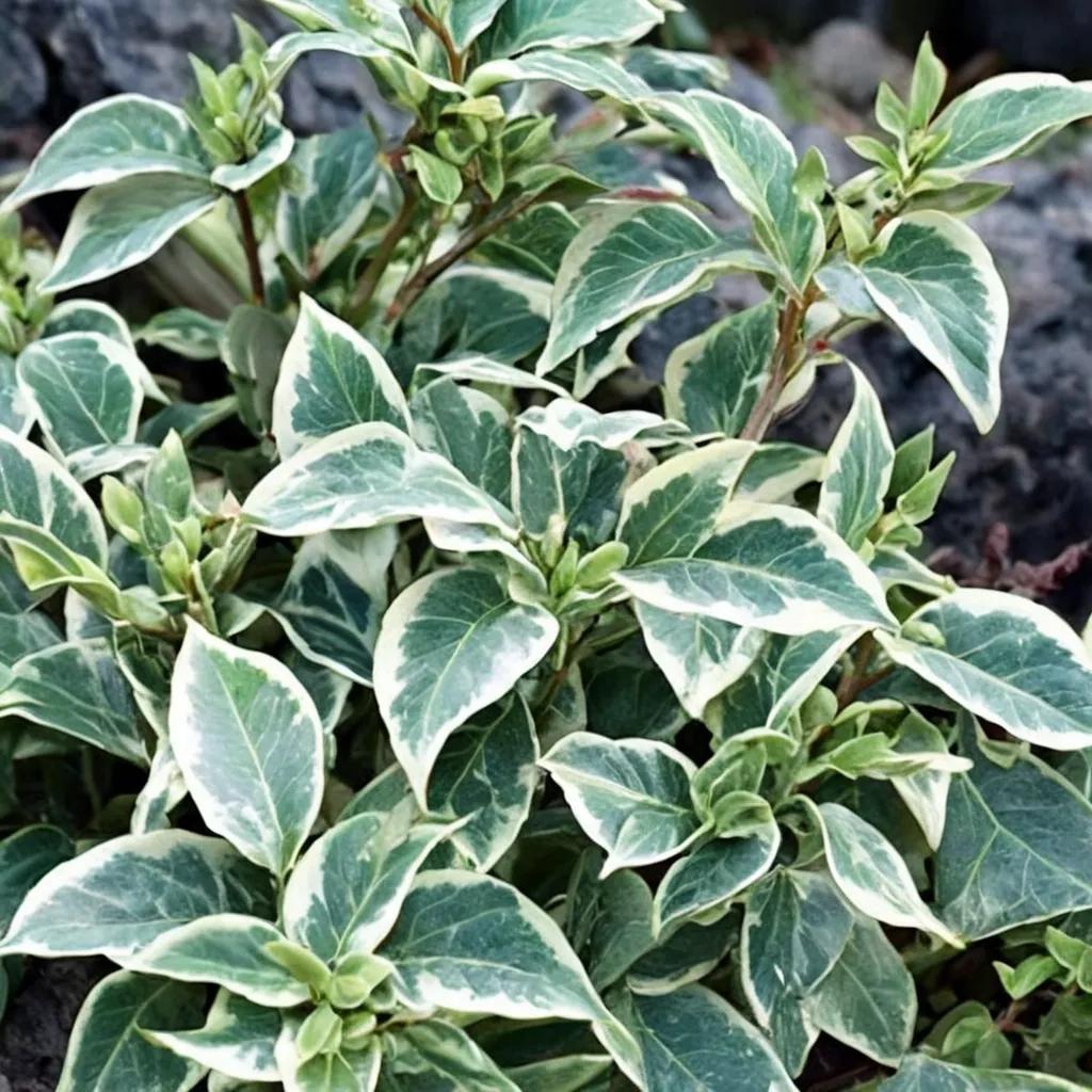 Ivy