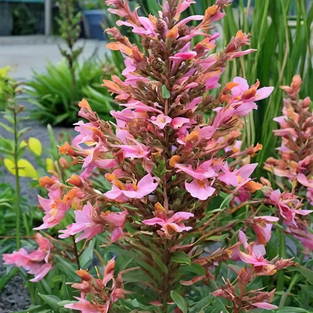 Agastache foeniculum 'Kudos Ambrosia'