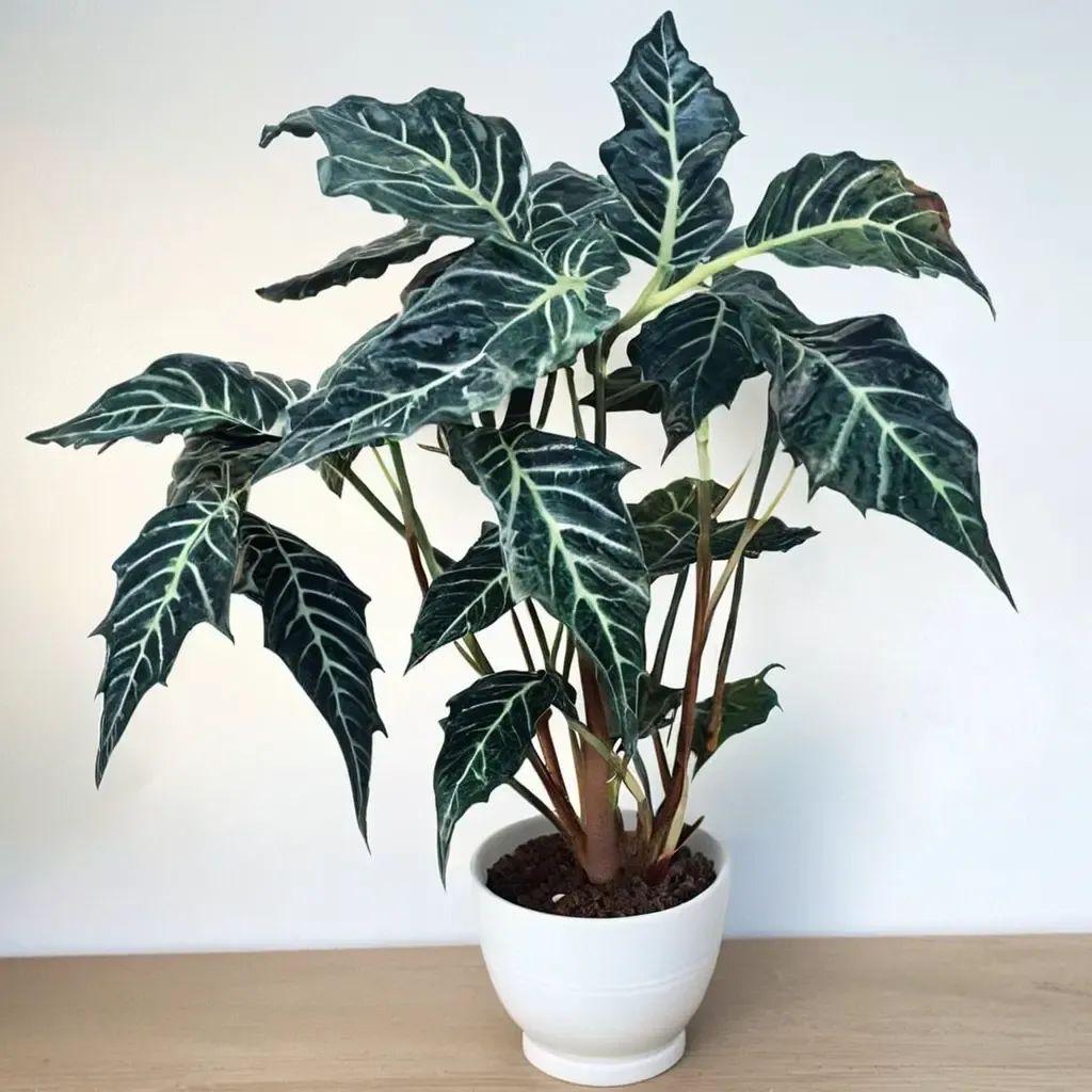 Alocasia x amazonica 'Elephant Ear'