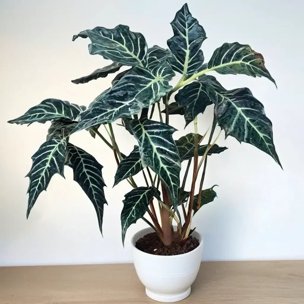 Alocasia x amazonica 'Elephant Ear'