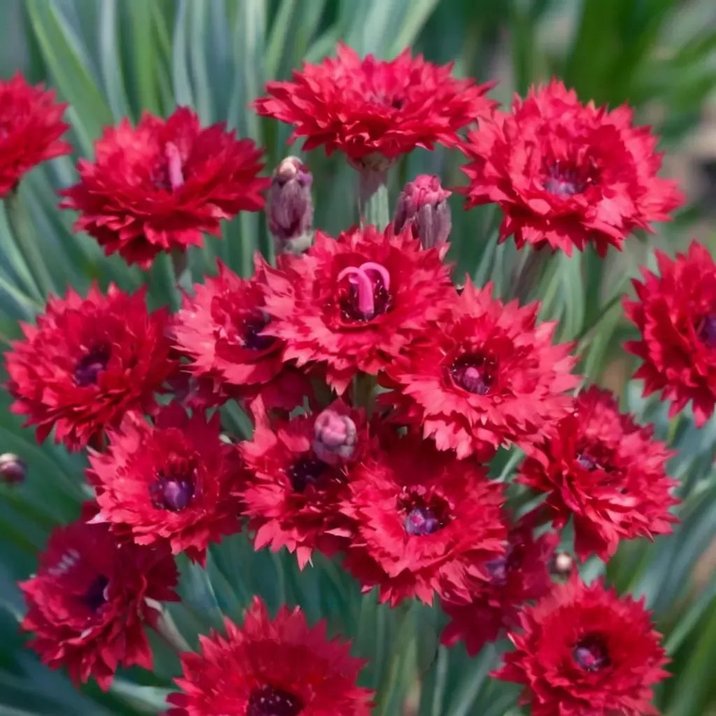 Dianthus caryophyllus 'Maraschino'