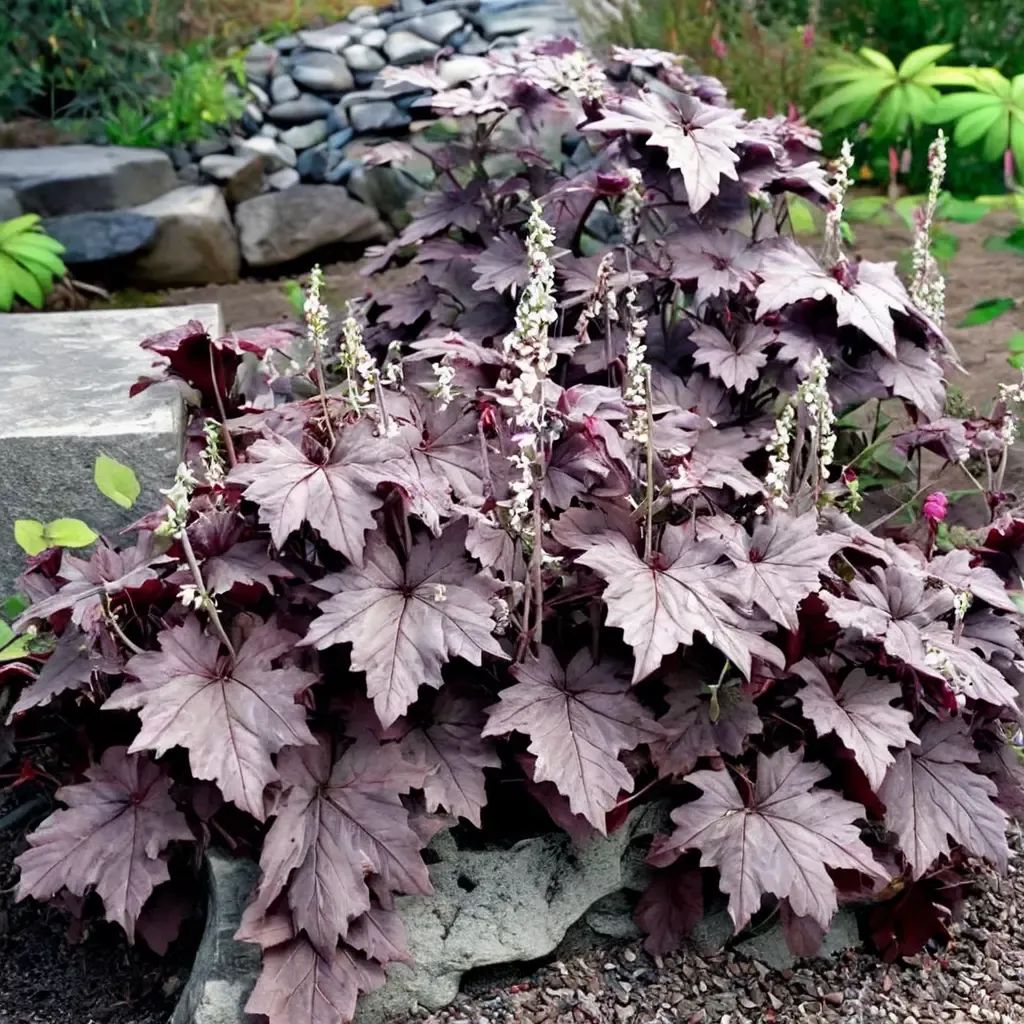 Heucherella tiarella 'Plum Cascade'