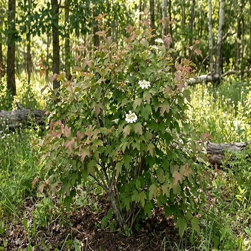 Viburnum trilobum 'Redwing'