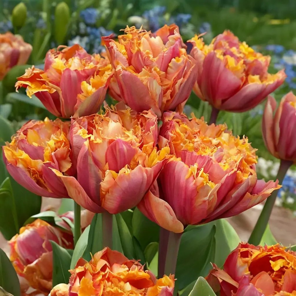 Tulipa tulipa 'Centennial'
