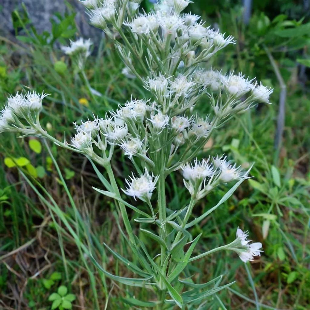 Hyssop-leaved Thoroughwort