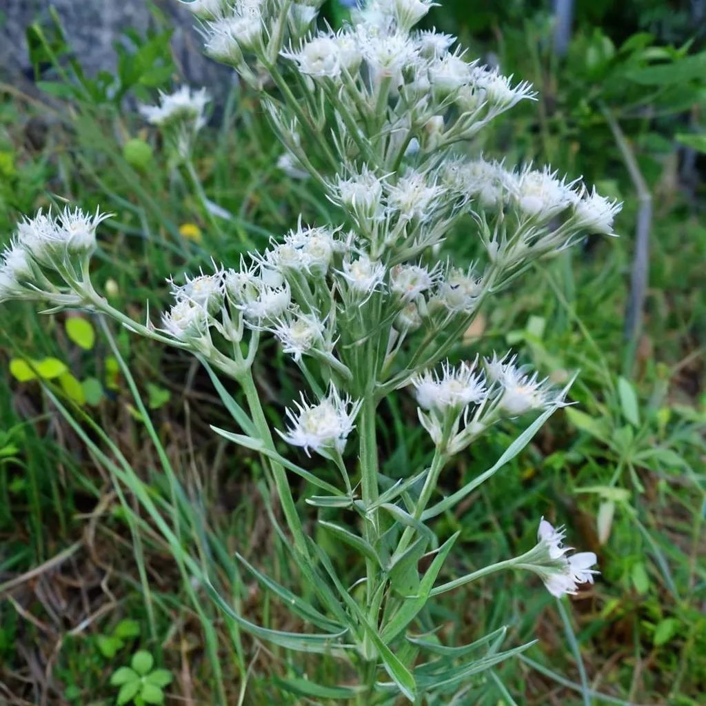 Eupatorium hyssopifolium