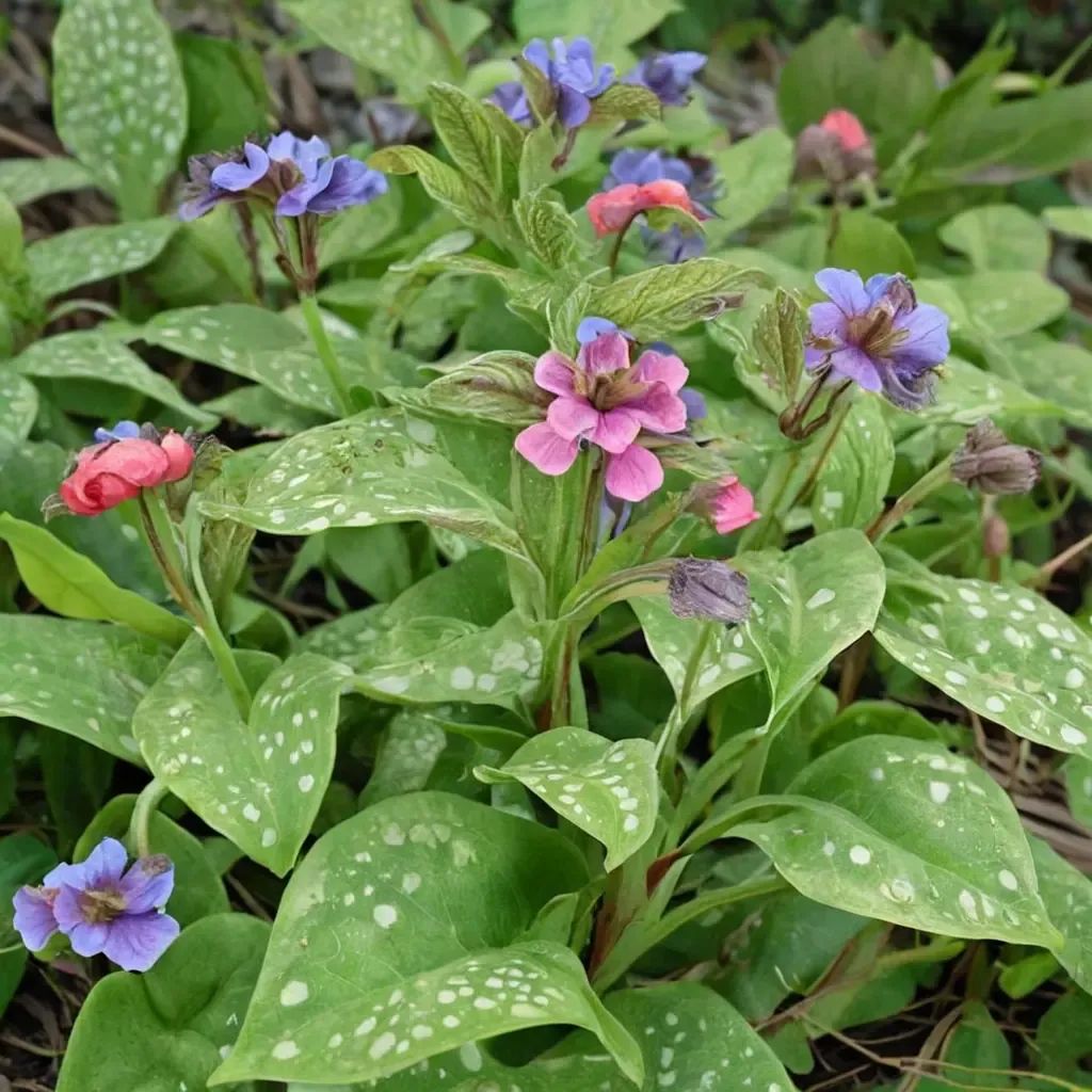 Pulmonaria officinalis