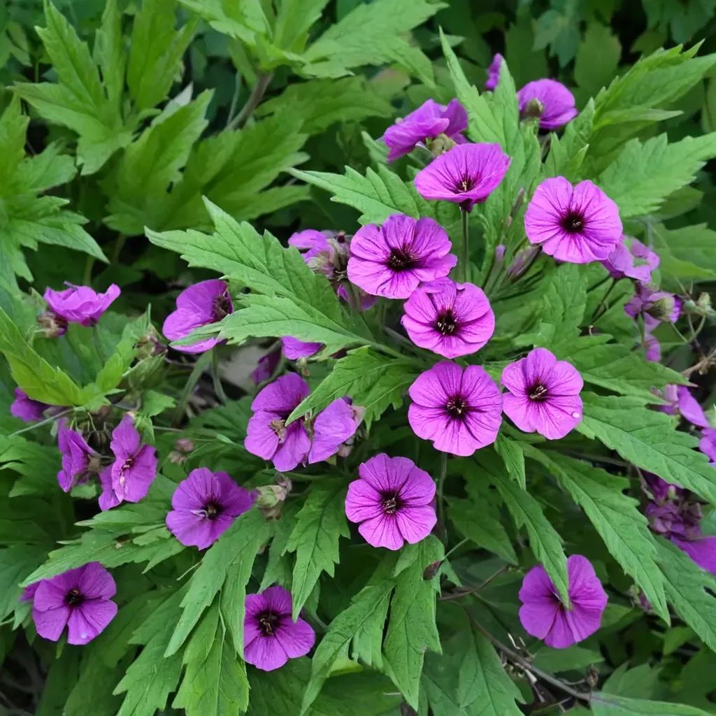Geranium psilostemon