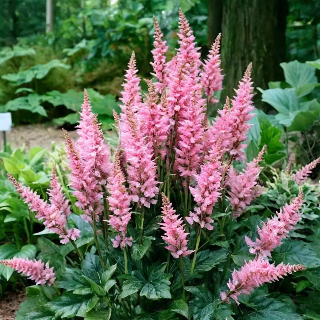 Astilbe astilbe 'Visions in Pink'