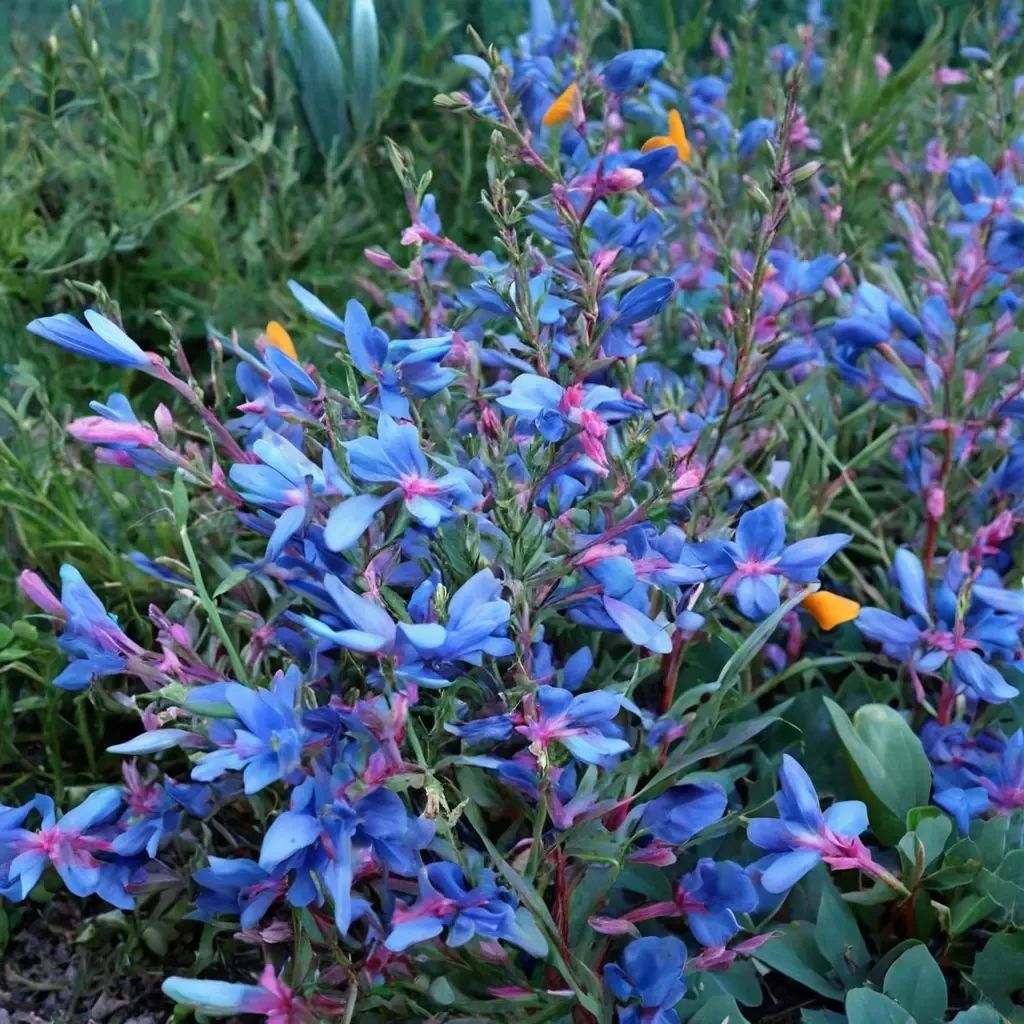 Penstemon heterophyllus 'Electric Blue'