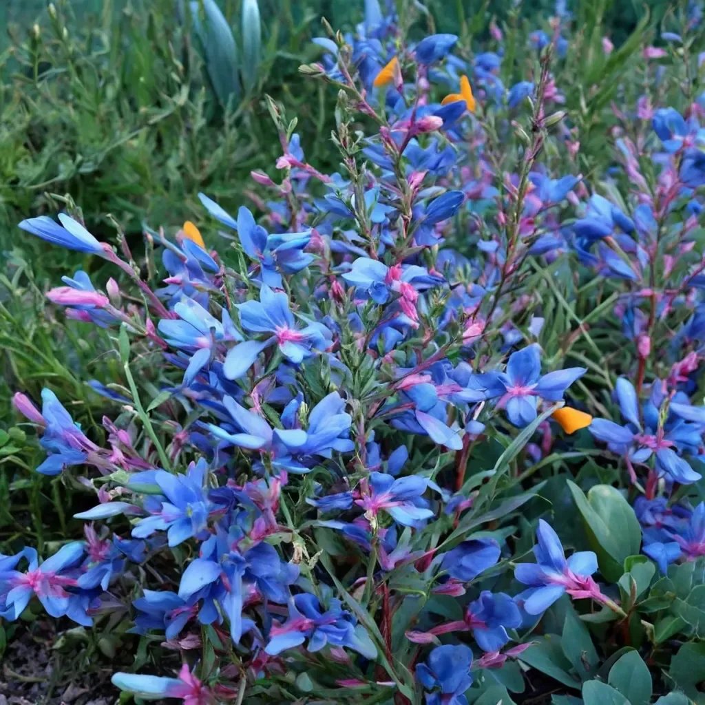 Penstemon heterophyllus 'Electric Blue'