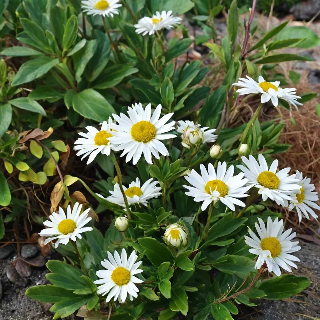 Nipponanthemum nipponicum