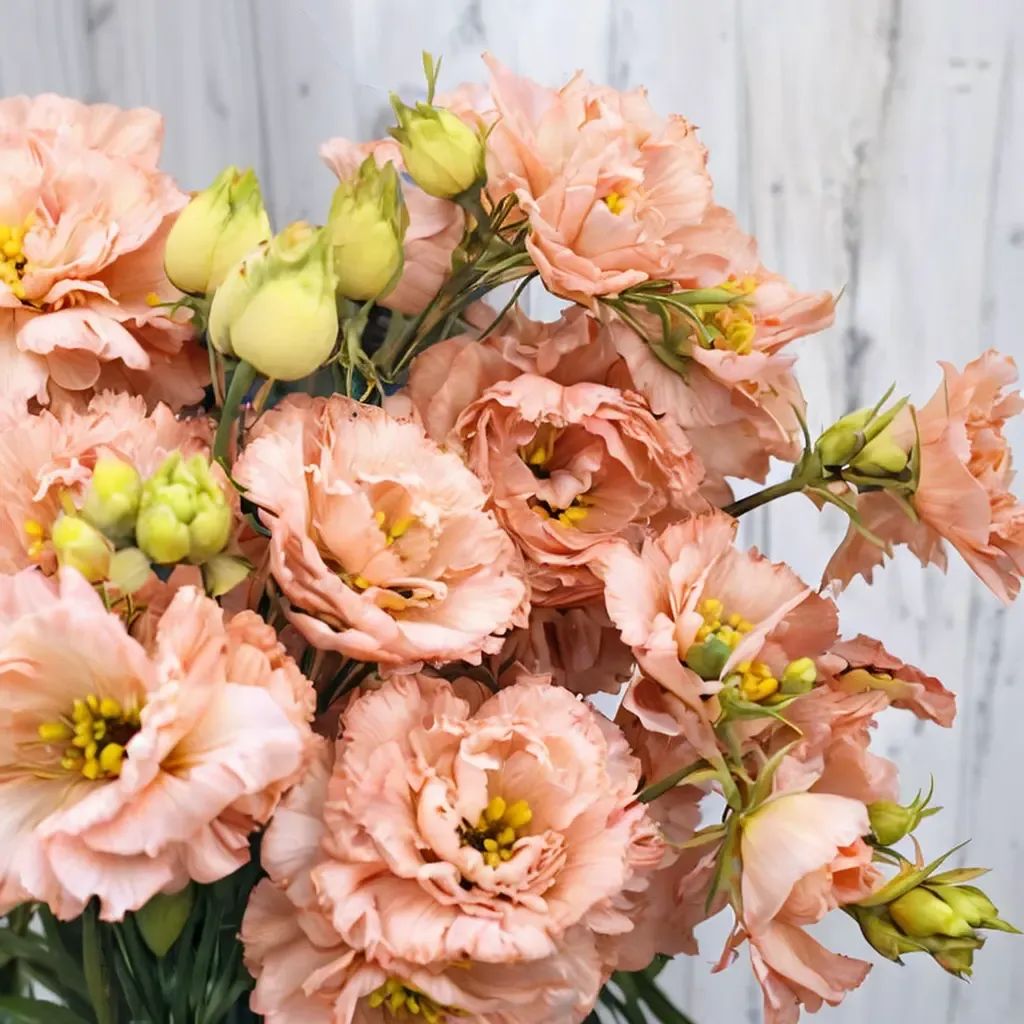 Eustoma grandiflorum 'Light Apricot'