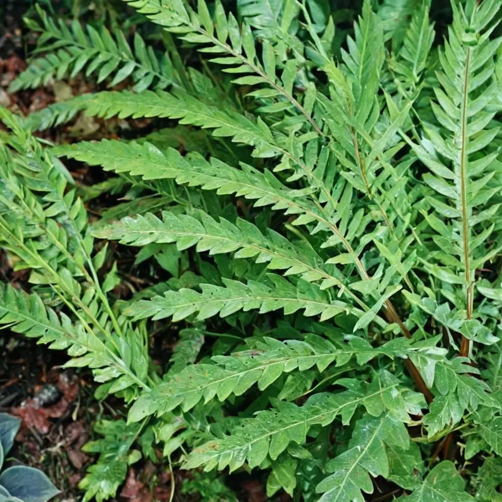 Wood Fern