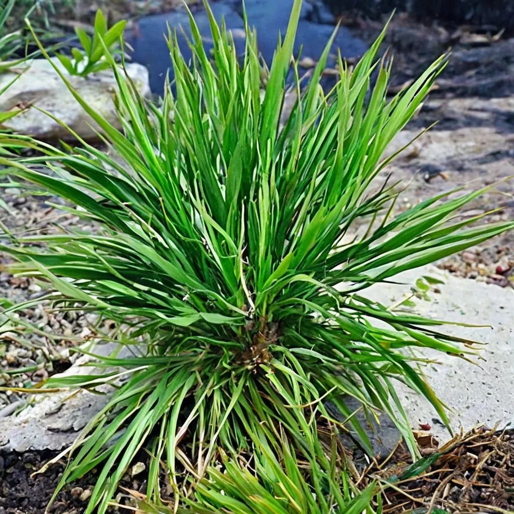 Acorus gramineus 'Pusillus'