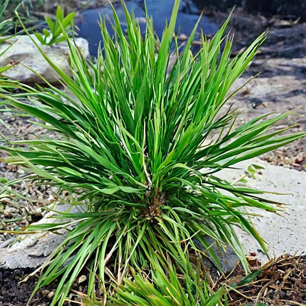 Acorus gramineus 'Pusillus'