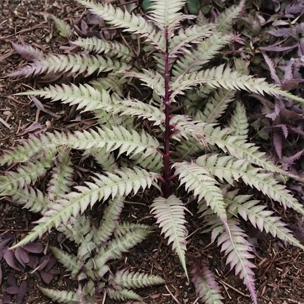 Athyrium niponicum 'Regal Red'