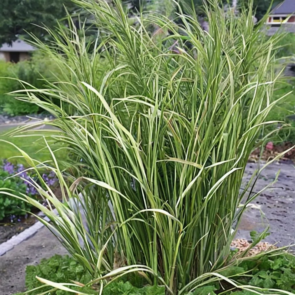 Calamagrostis x acutiflora 'Eldorado'