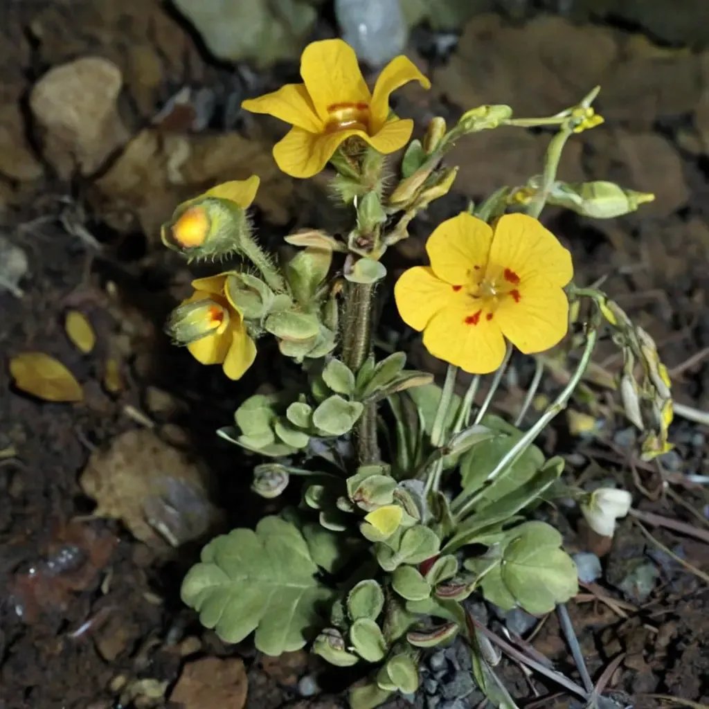 Mimulus guttatus