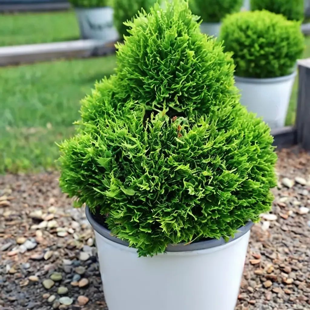 Thuja occidentalis 'TATER TOT'
