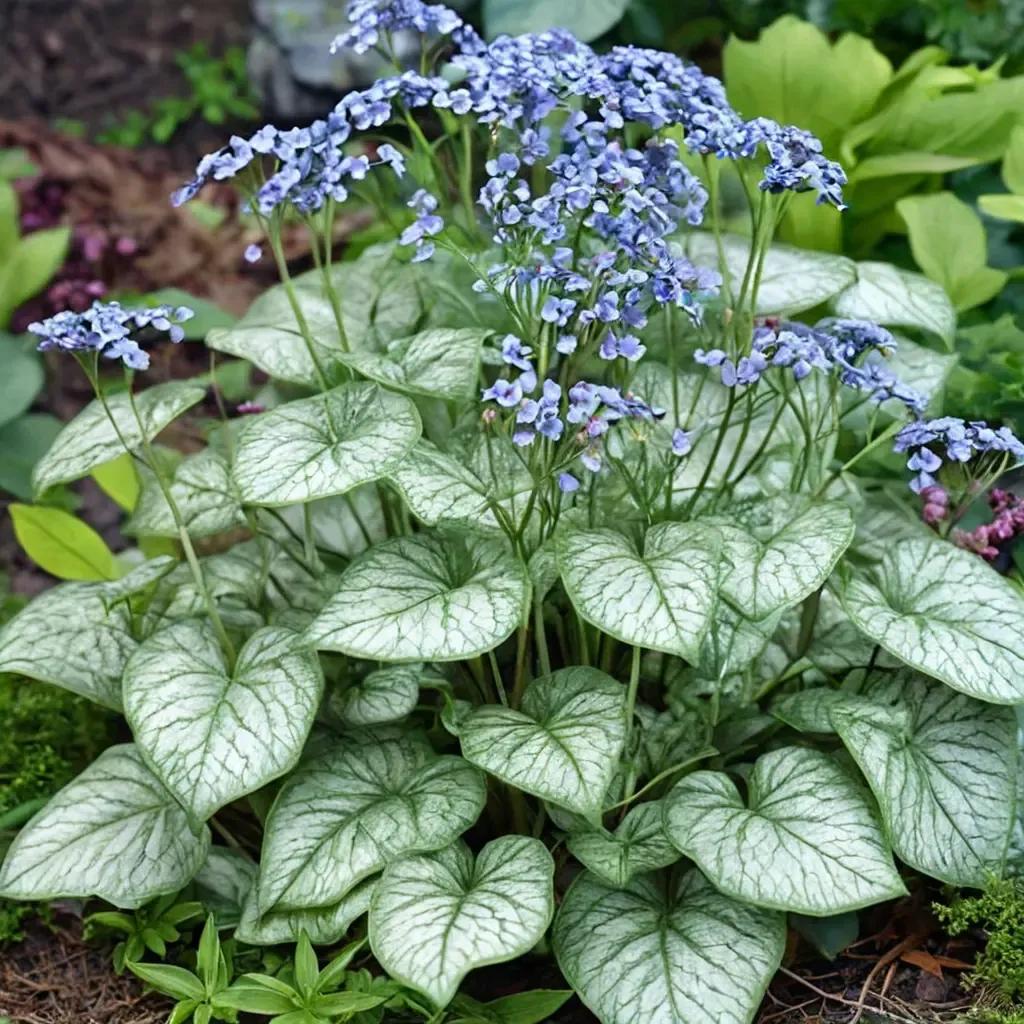 Siberian Bugloss