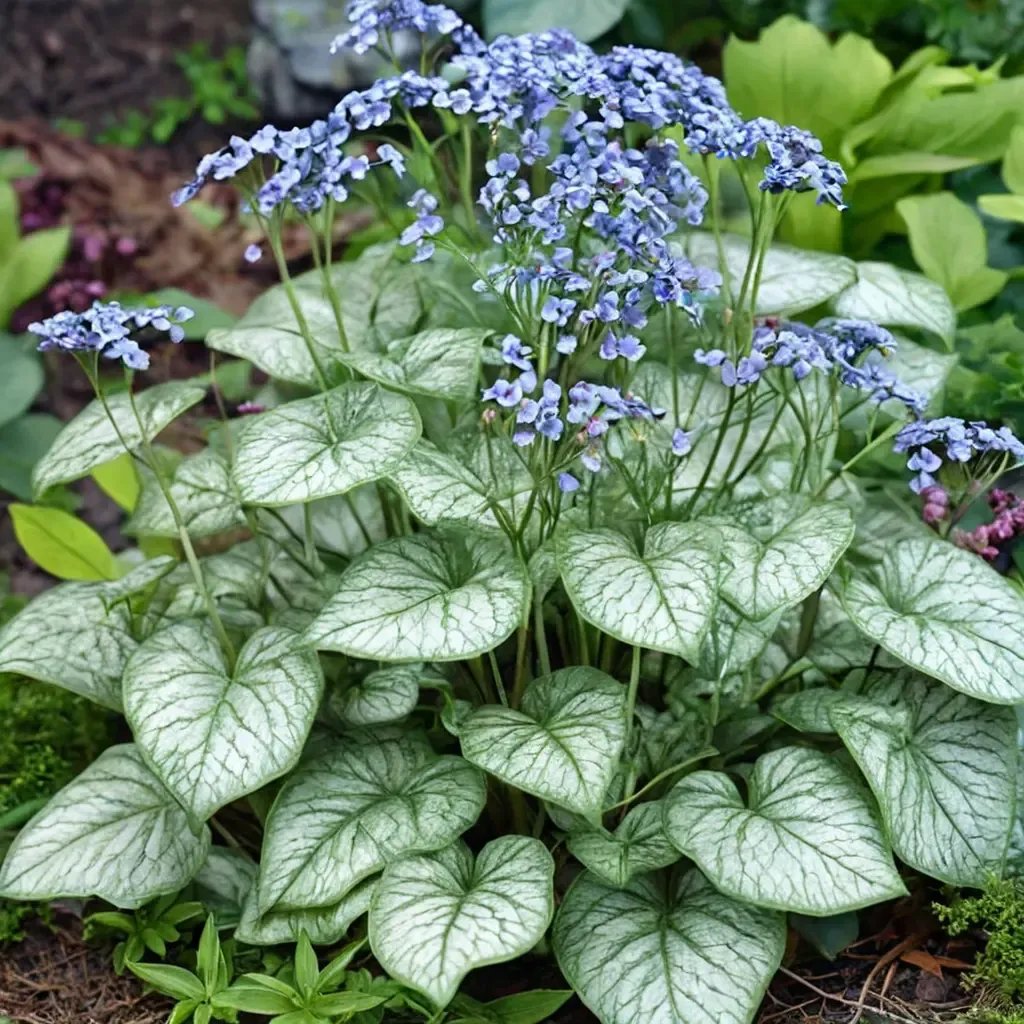 Brunnera macrophylla 'Jack Frost'
